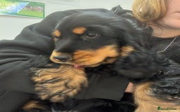 Cocker Spaniel dogs for sale: Sadly back available stunning show boy - Image 6