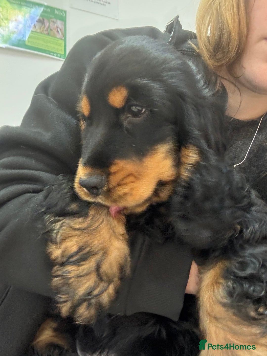 Cocker Spaniel dogs for sale: Sadly back available stunning show boy - Image 6