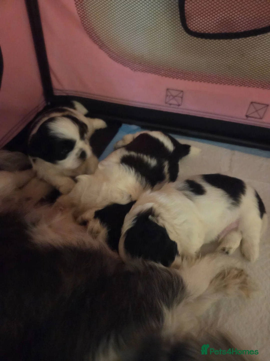 Shih Tzu dogs for sale: 2 boy shitzu puppies 🐶  in Birmingham - Advert 2