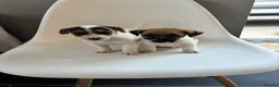 Jack Russell dogs for sale: Jack russel puppy  - Advert 7