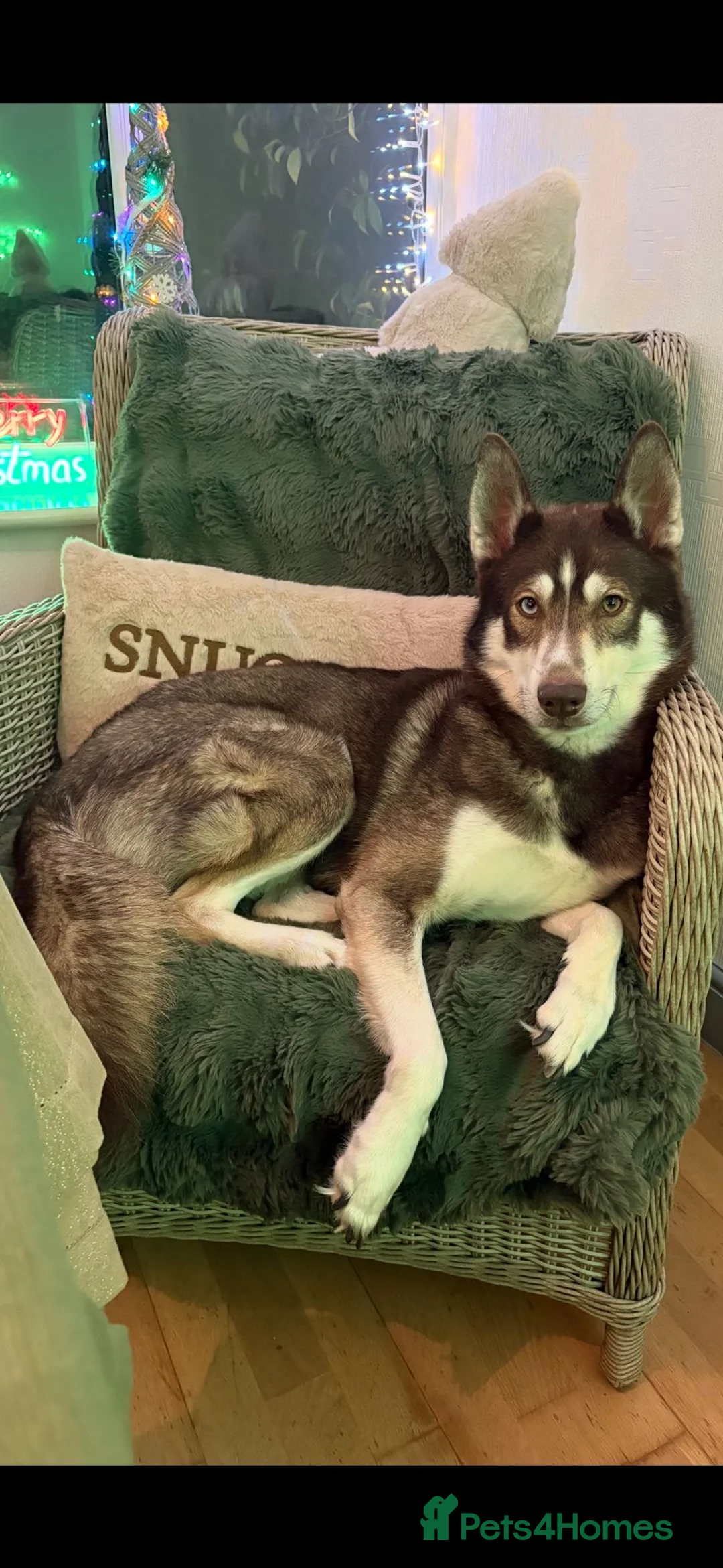 Siberian Husky dogs for sale: Gorgeous Siberian husky puppies - Advert 12