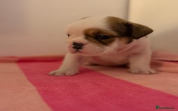 English Bulldog dogs for sale: Amazing British bulldogs  - Image 18