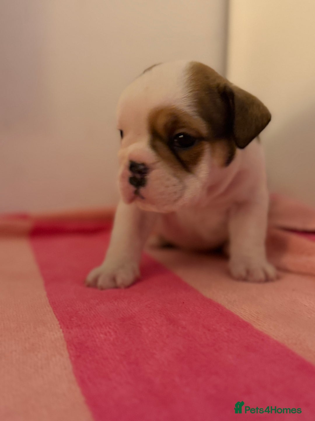 English Bulldog dogs for sale: Amazing British bulldogs  - Image 18