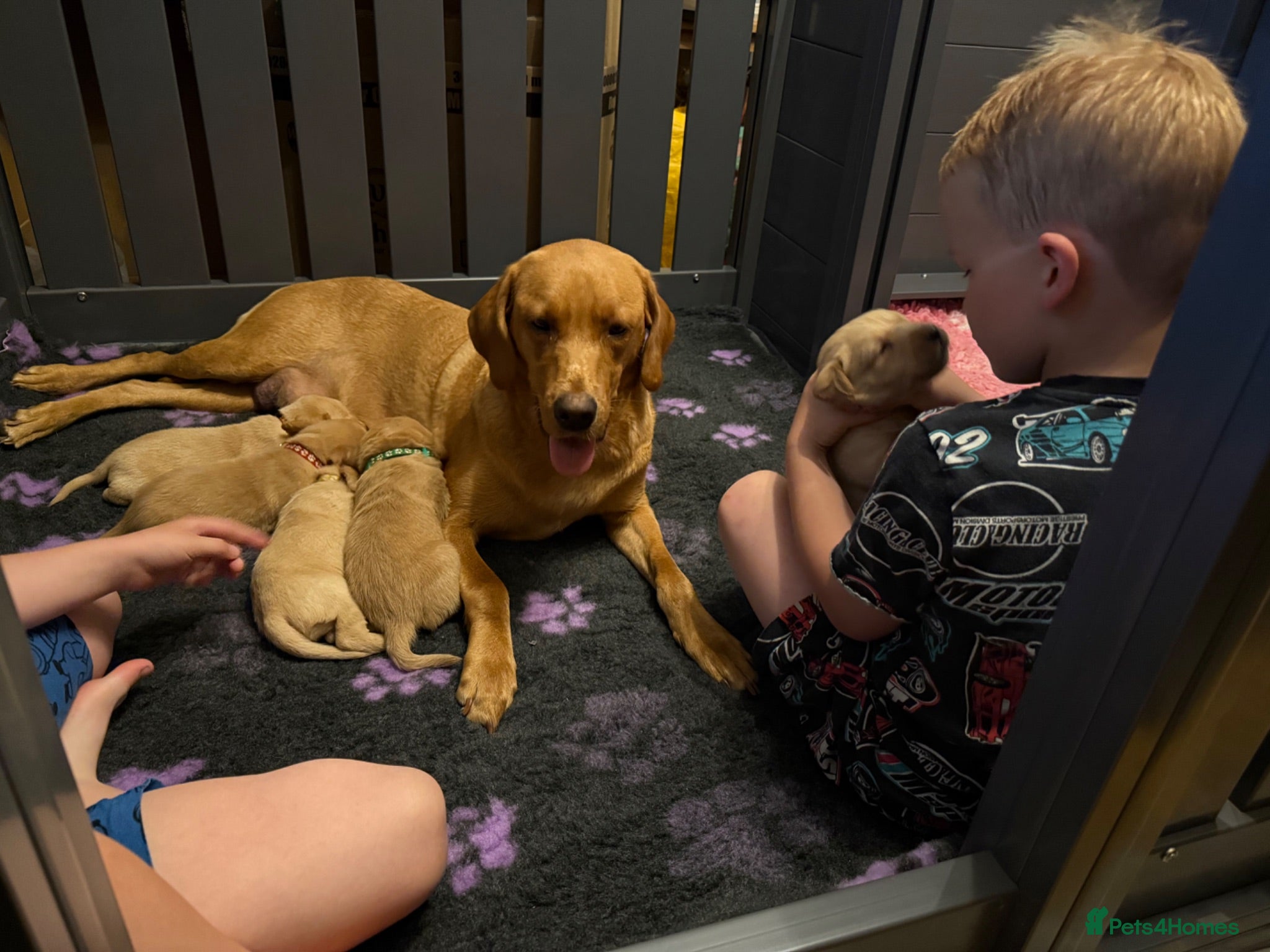 Labrador Retriever dogs Beautiful KC Registered Labrador Puppies  - Advert 1