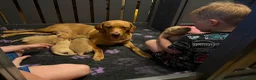 Labrador Retriever dogs for sale: Beautiful KC Registered Labrador Puppies  in Stonehouse - Advert 1