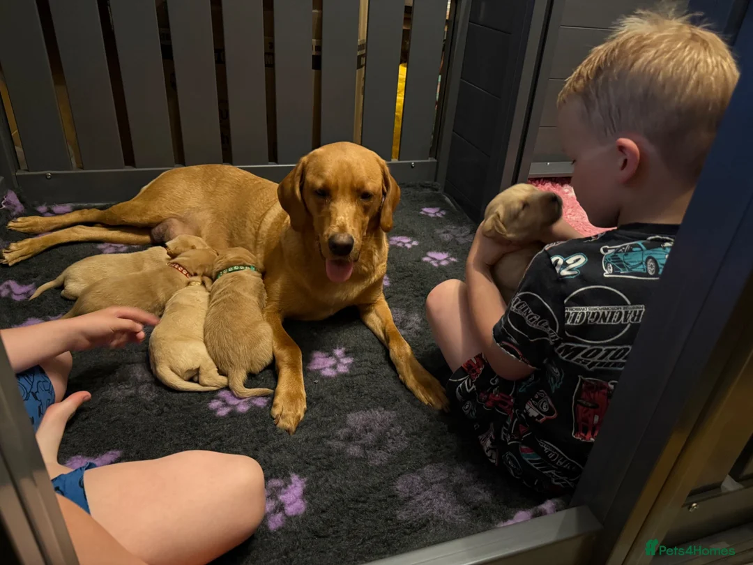 Labrador Retriever dogs for sale: Beautiful KC Registered Labrador Puppies  in Stonehouse - Advert 1
