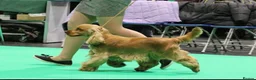 Cocker Spaniel dogs for stud: Gorgeous Golden KC Show Cocker for stud - Advert 3