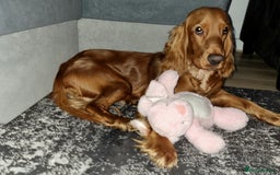 Cocker Spaniel dogs for sale: Cocker spaniel  - Image 4