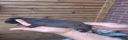 Mixed Breed dogs for sale: Bedlington Whippets in Abergavenny - Advert 11