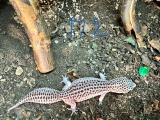 Leopard Gecko reptiles crested geckos - possible a full setup - Advert 2