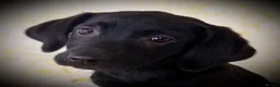 Labrador Retriever dogs for sale: 🖤 GORGEOUS Black Labrador GIRLS 🖤 - Advert 5
