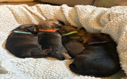 Border Terrier dogs for sale: Gorgeous Border Terrier Puppies looking for homes - Image 28