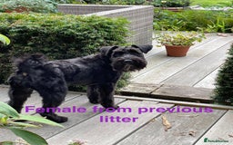 Miniature Schnauzer dogs for sale: Cutest KC Miniature Schnauzers - 3 boys/2 girls - Image 11