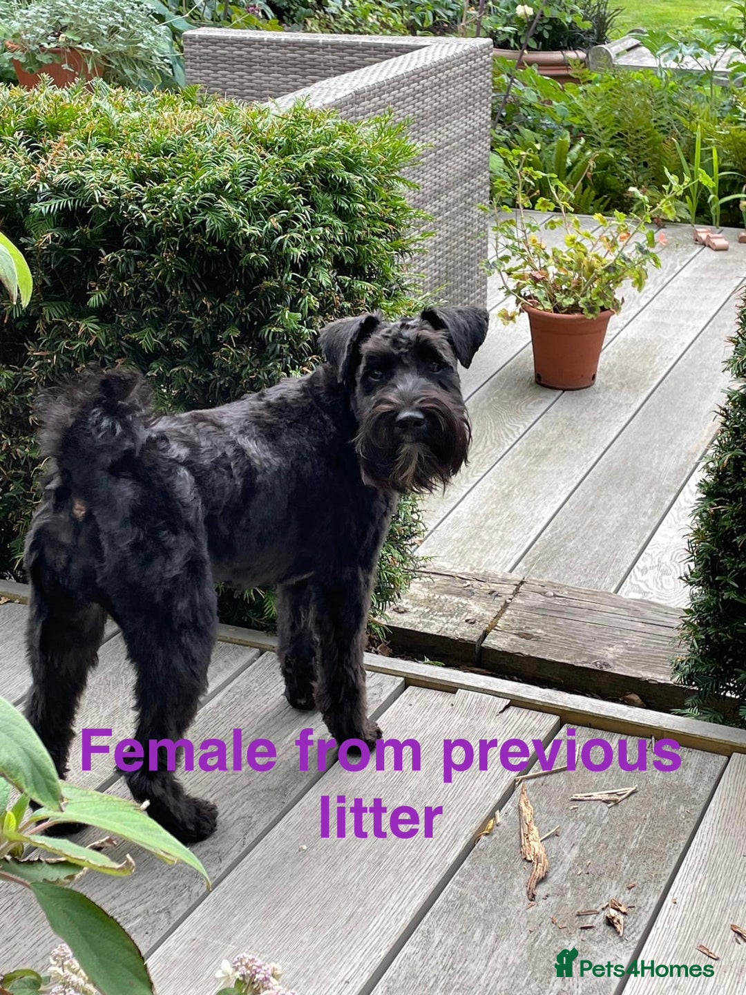 Miniature Schnauzer dogs for sale: Cutest KC Miniature Schnauzers - 3 boys/2 girls - Image 11