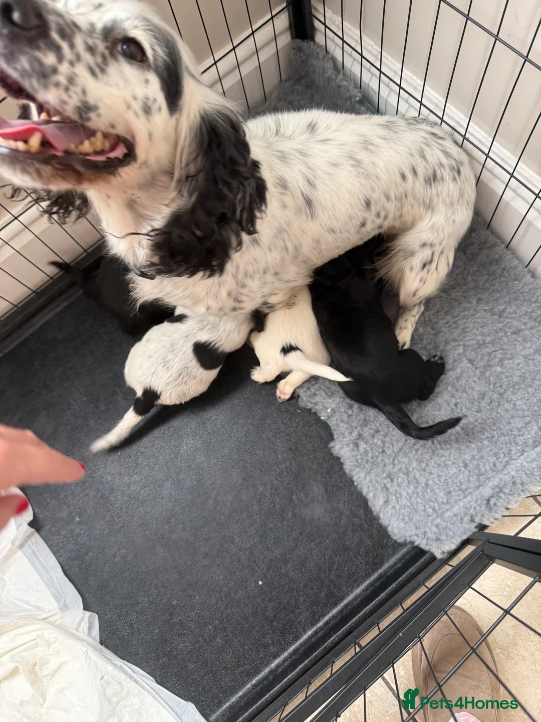 Cocker Spaniel dogs for sale: Beautiful cocker spaniel puppies  - Advert 2