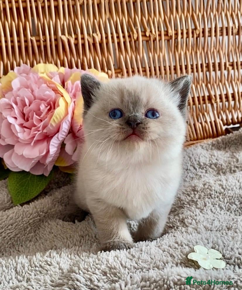 British Shorthair cats RARE SEAL LYNX PURE BRED BSH TEDDY BEARS - Advert 6