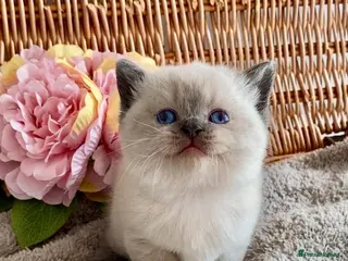 British Shorthair cats RARE SEAL LYNX PURE BRED BSH TEDDY BEARS - Advert 6