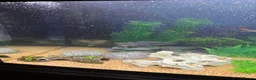 Other/Mixed Breed fish for sale: 105 litre full tropical fish tank set up  - Advert 5