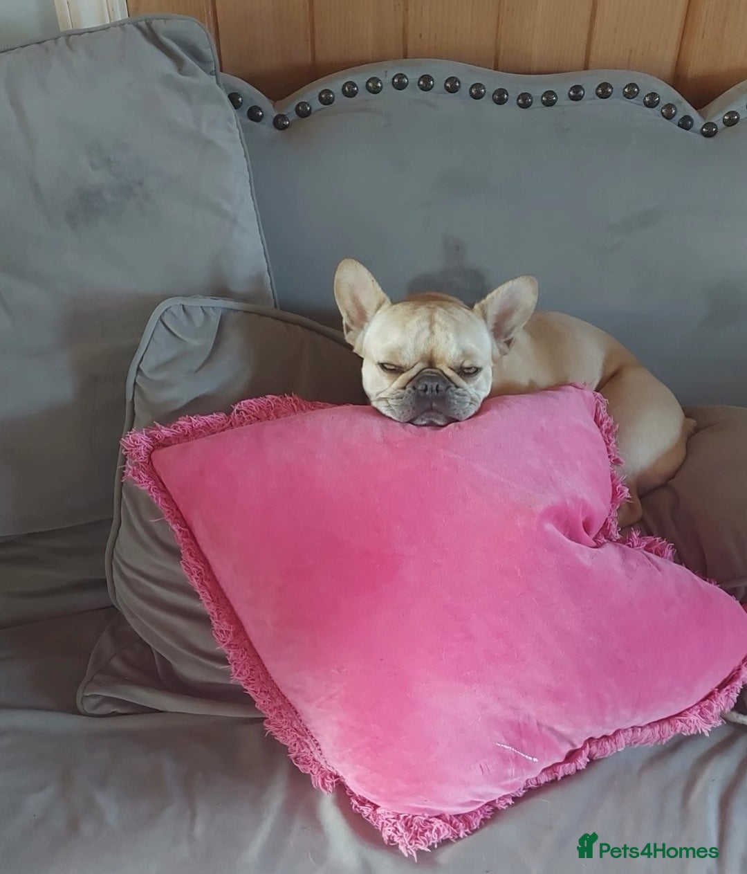French Bulldog dogs for sale: ⚡️Exquisite 🌈 Pedigree French Bulldog Puppies ⚡️ - Image 17