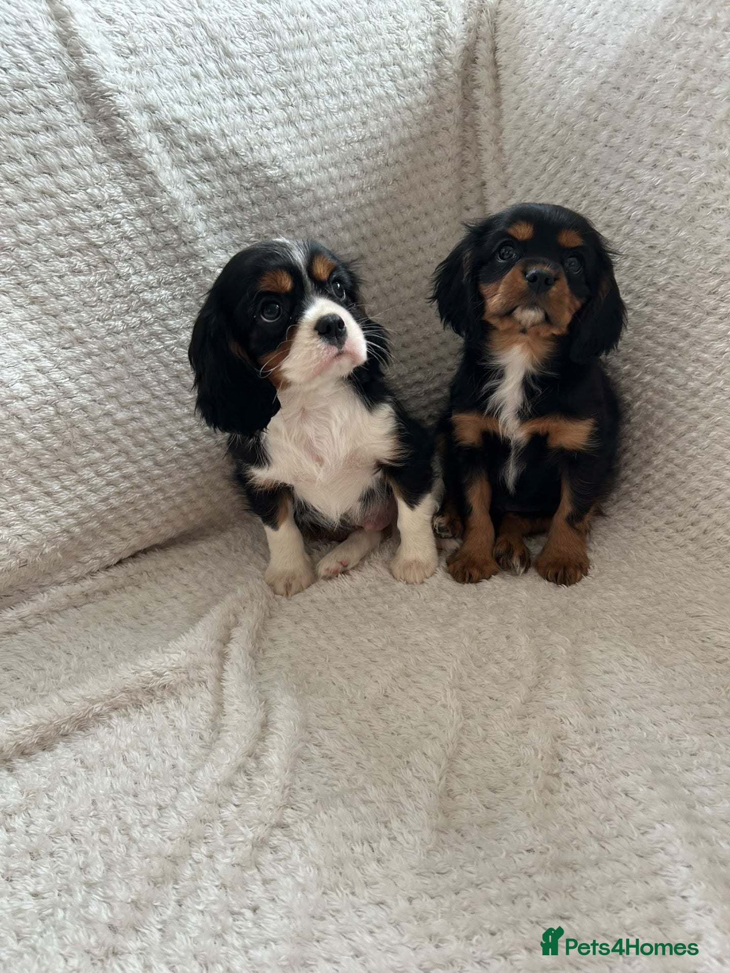 Cavalier King Charles Spaniel dogs Kc registered health tested cavaliers 🥰 - Advert 3