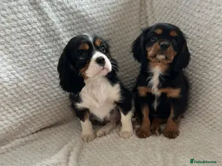 Cavalier King Charles Spaniel dogs Kc registered health tested cavaliers 🥰 - Advert 3