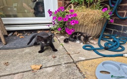 British Shorthair cats for sale: 5 adorable, playful kittens for sale. - Image 8
