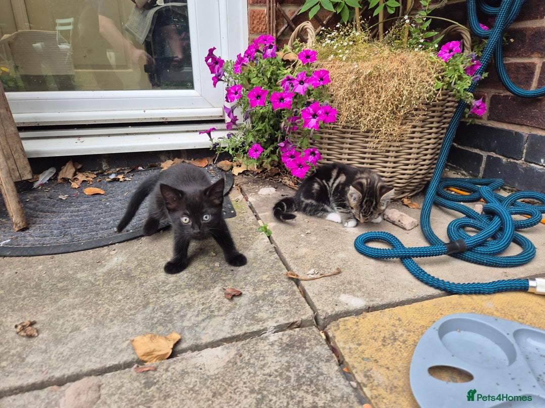 British Shorthair cats for sale: 5 adorable, playful kittens for sale. - Image 8