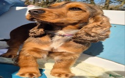 Cocker Spaniel dogs for sale: A stunning litter of show cocker spaniels  - Image 6