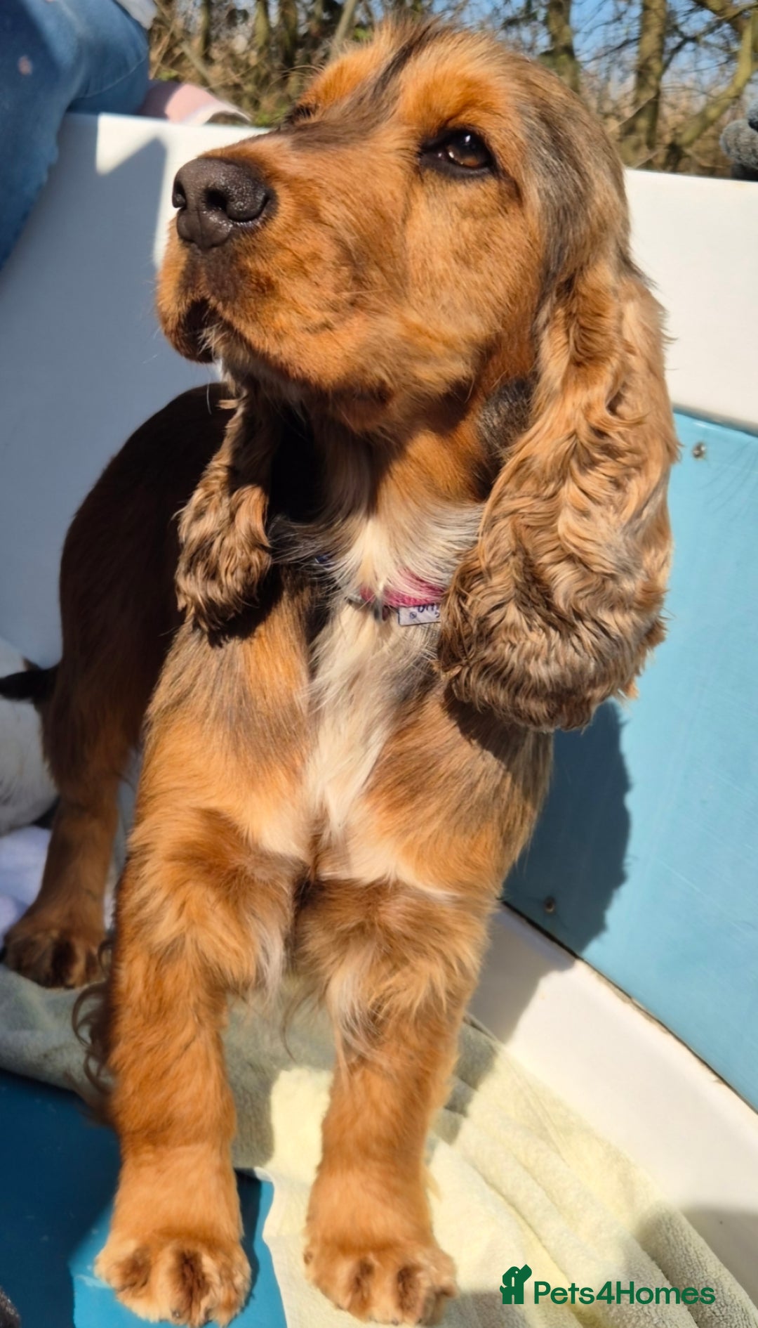 Cocker Spaniel dogs for sale: A stunning litter of show cocker spaniels  - Image 6