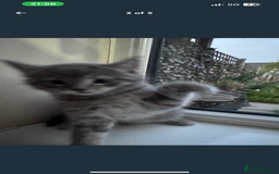 Mixed Breed cats for sale: 2 female playful kittens - Image 2