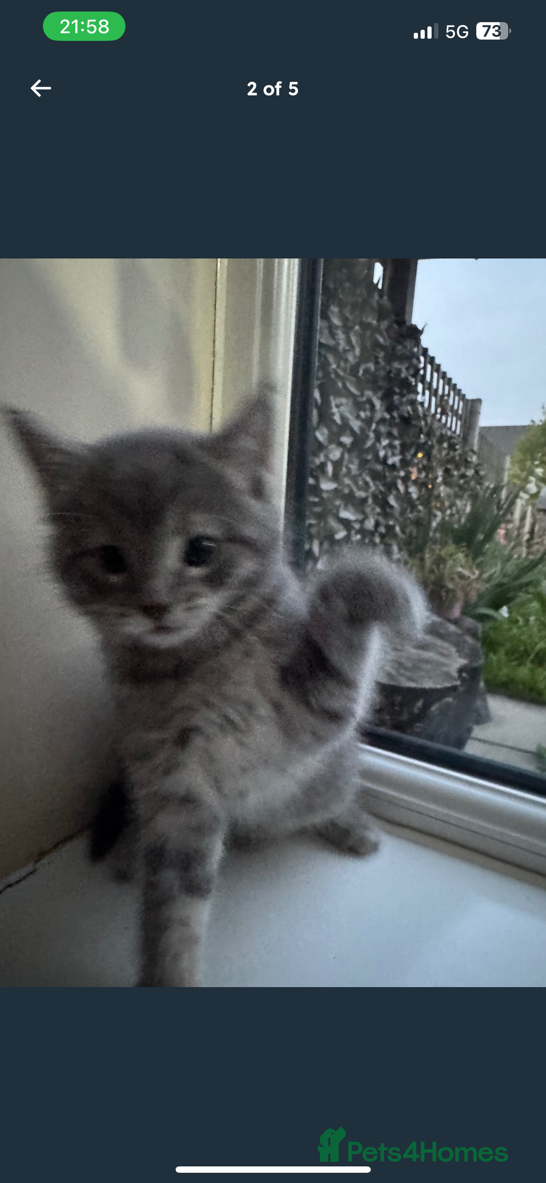 Mixed Breed cats for sale: 2 female playful kittens - Image 2
