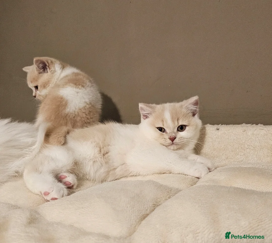 British Shorthair cats for sale: Cream & White Boy - Advert 4