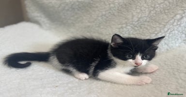 British Shorthair cats - Advert 1