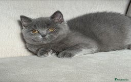 British Shorthair cats for sale: Lovely BSH  - Image 14