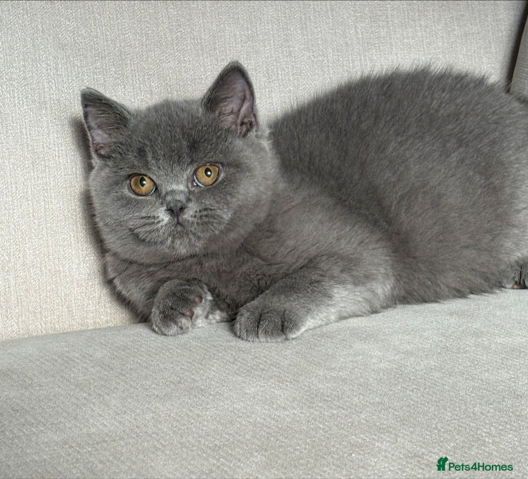 British Shorthair cats for sale: Lovely BSH  - Image 14