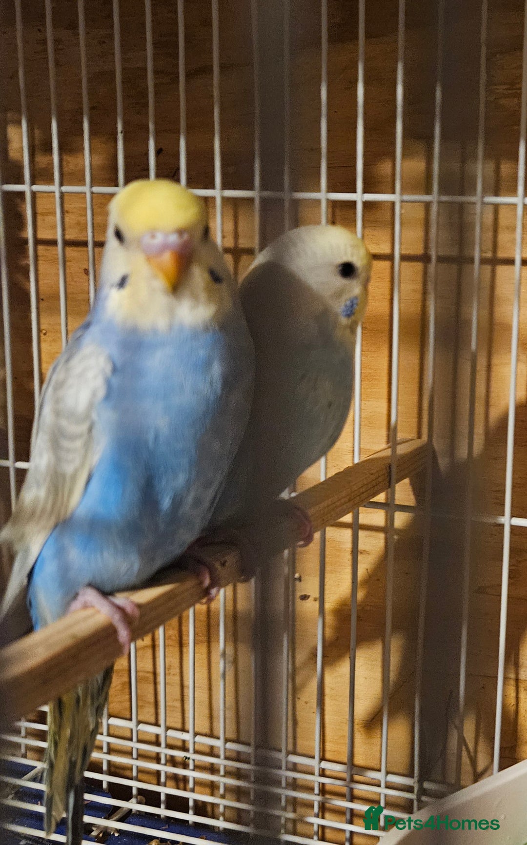 Budgerigars birds for sale: Young Budgies For Sale - Advert 5