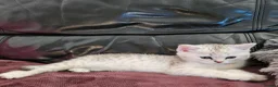 Scottish Fold cats for sale: Adorable Scottish Fold Straight Ear Tabby Kittens - Advert 17