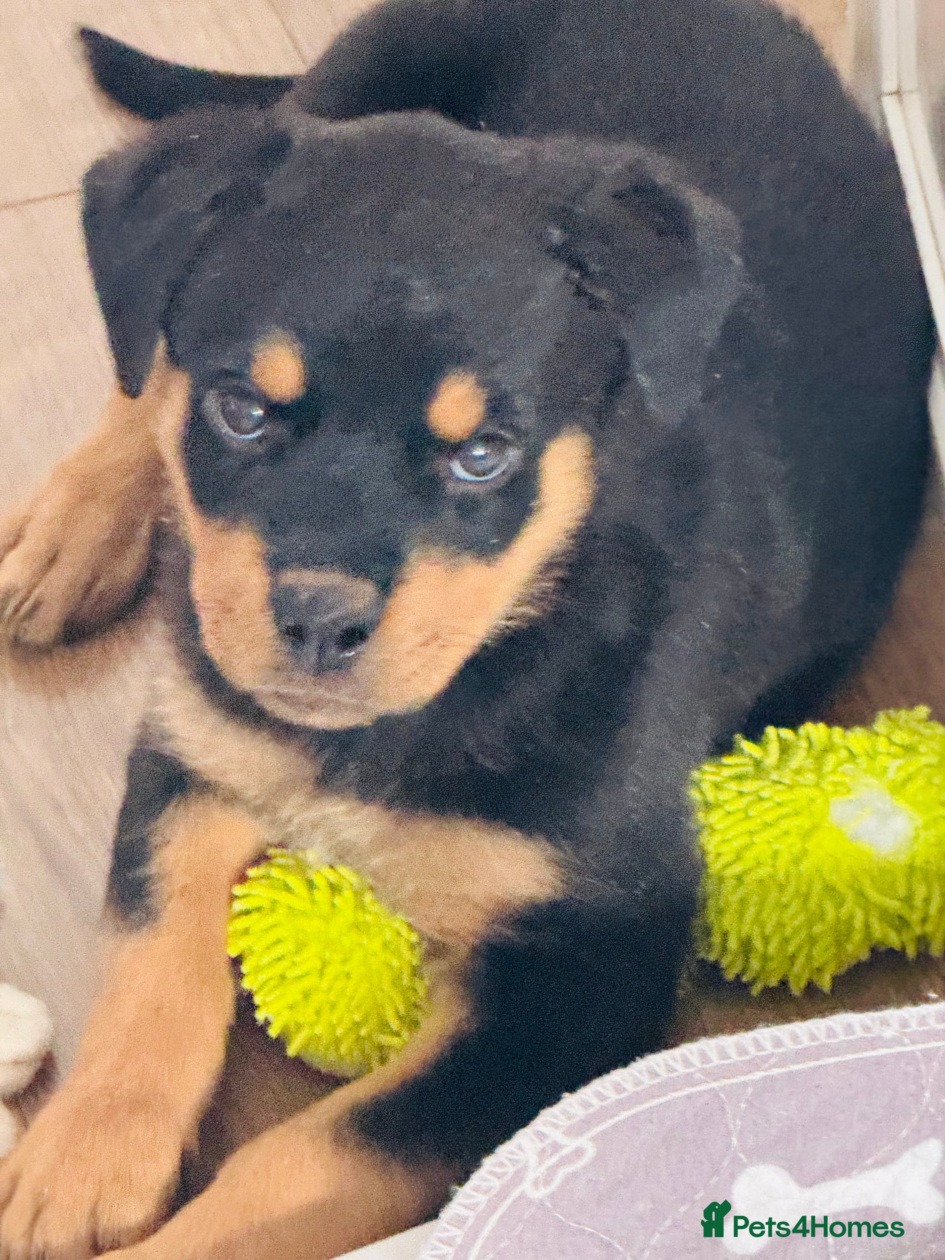 Rottweiler dogs for sale: Pedigree Rottweiler puppies for sale - Advert 2