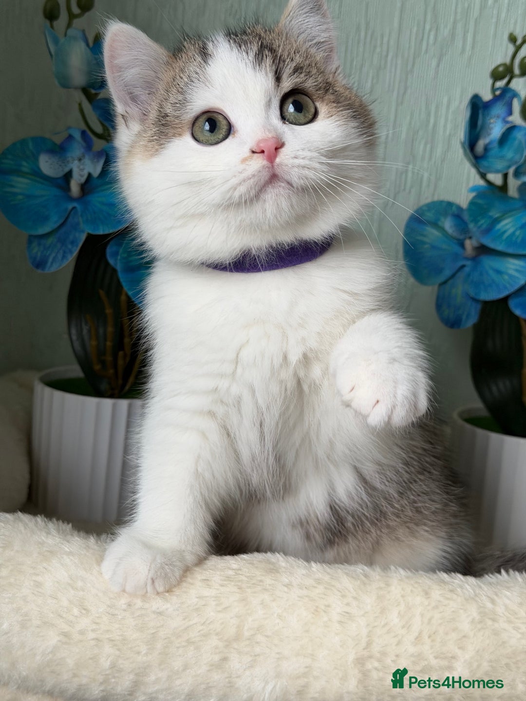 British Shorthair cats for sale: British shorthair golden tricolour TICA - Advert 6