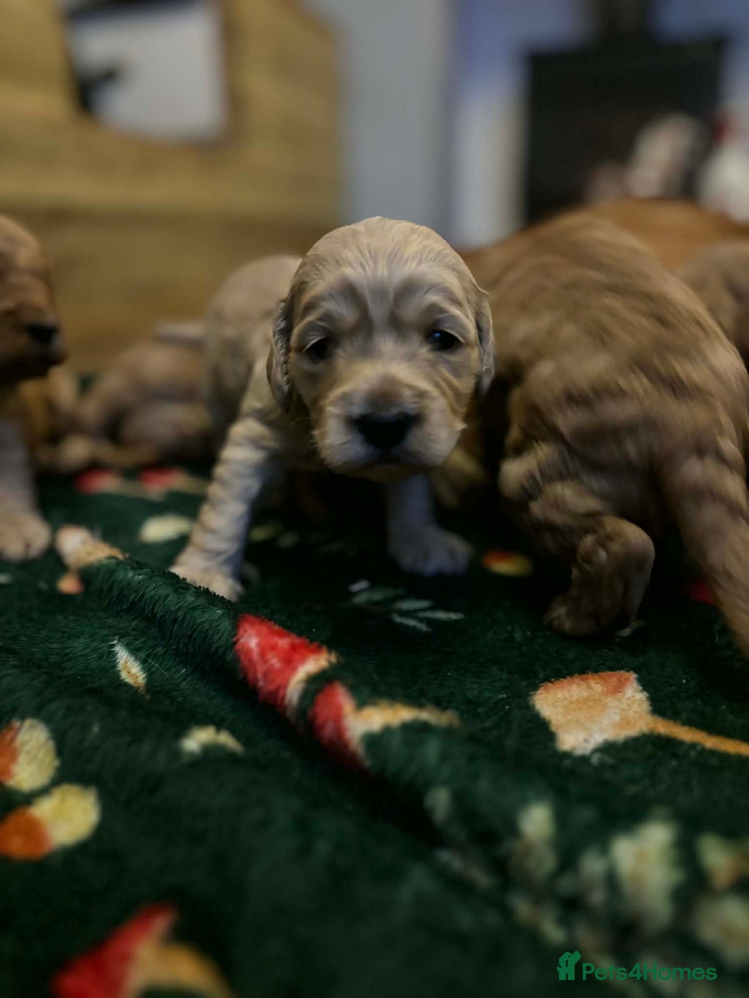 Cockapoo dogs for sale: ***BEAUTIFUL F1B COCKAPOOS*** - Advert 8