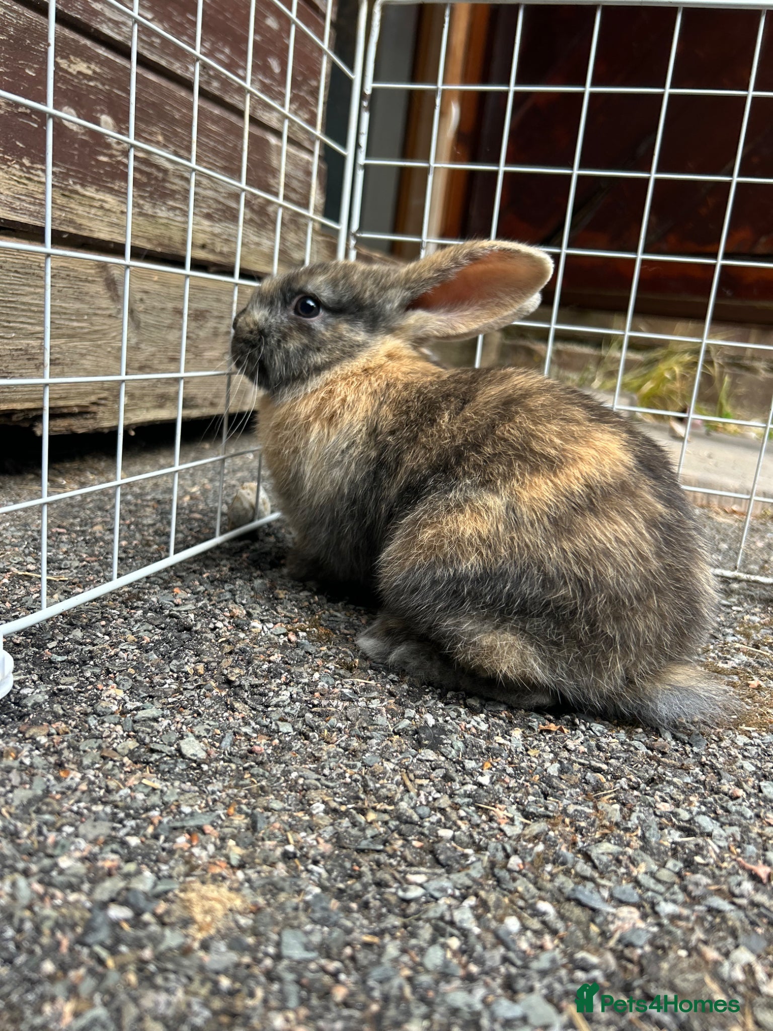 Mixed Breed rabbits for sale: 2 male English x lop rabbits  - Advert 4