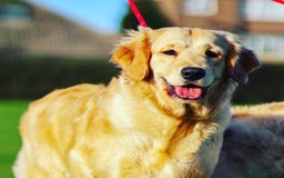 Golden Retriever dogs for sale: Meet Mickey, the Well-Mannered Golden Retriever - Image 11