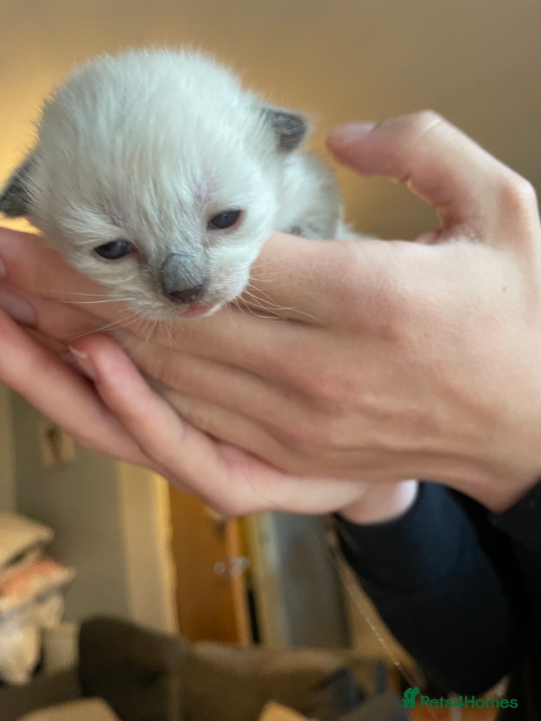 Mixed Breed cats for sale: 3/4 Ragdoll kittens available to reserve - Image 5