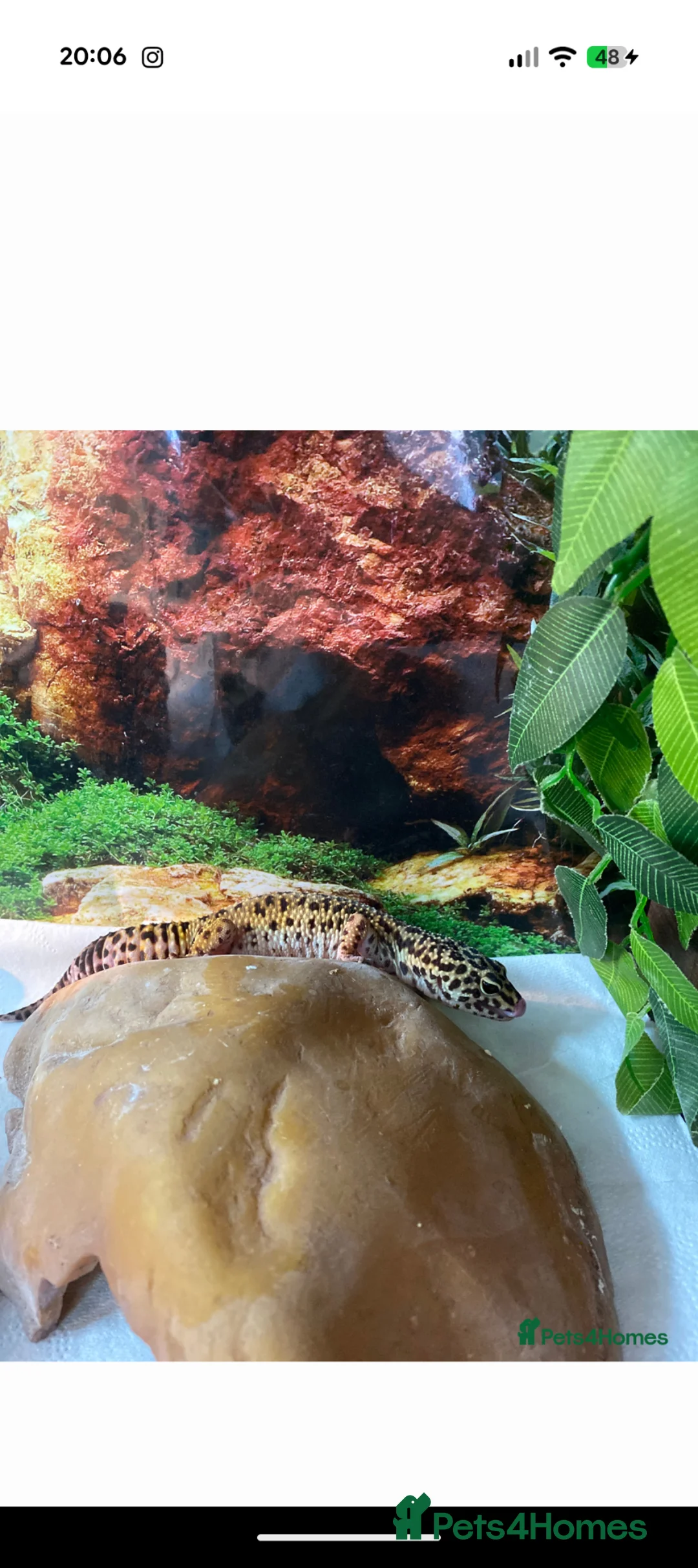 Leopard Gecko reptiles for sale: Leopard gecko with vivarium and extras in Burnley - Advert 7