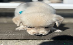 Golden Retriever dogs for sale: KC Registered Golden Retriever Puppies 🐾 - Image 8
