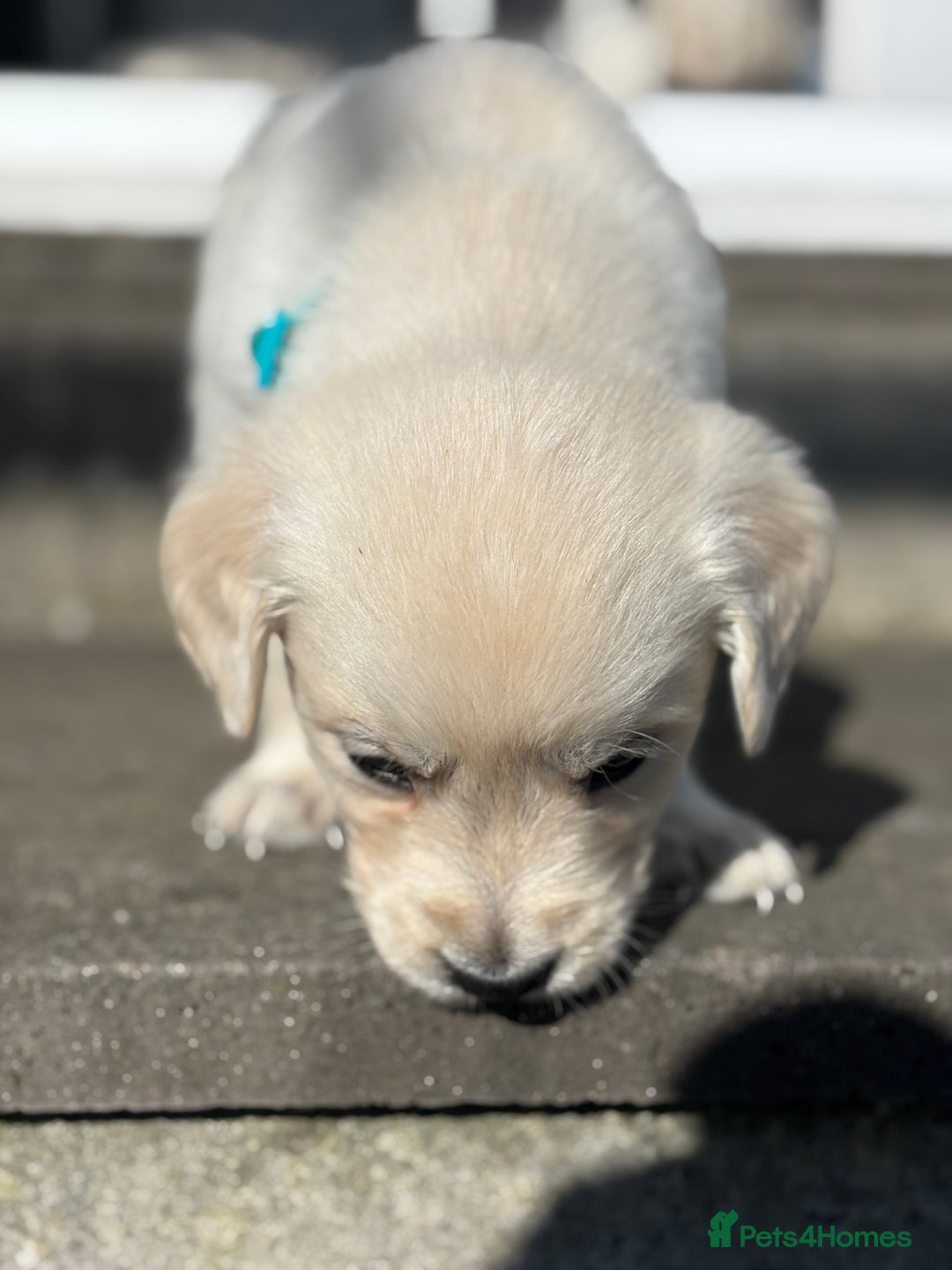 Golden Retriever dogs for sale: KC Registered Golden Retriever Puppies 🐾 - Image 8