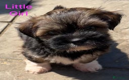 Lhasa Apso dogs for sale: Two Adorable KC Reg Puppies GPRA4 Clear - Image 14