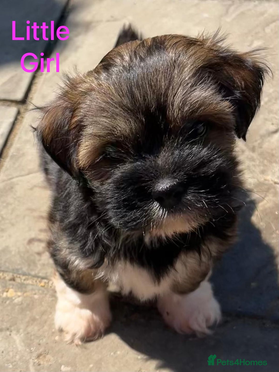 Lhasa Apso dogs for sale: Two Adorable KC Reg Puppies GPRA4 Clear - Image 14