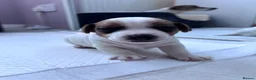 Jack Russell dogs for sale: Beautiful Jack Russell Puppies for Sale 🐶 - Advert 5
