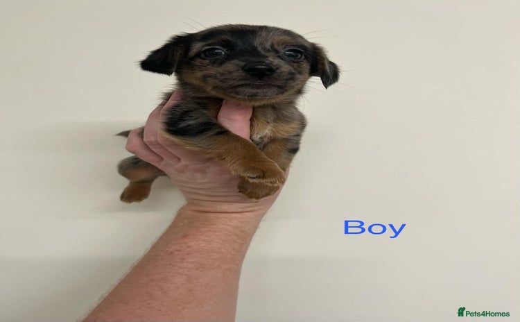 Jack Russell dogs - Advert 2
